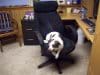 Winston checking out my office chair.